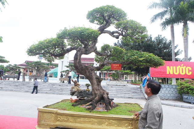 Sửng sốt với cây khế cổ dáng Long đẹp nhất Việt Nam có giá 5 tỷ đồng - 12
