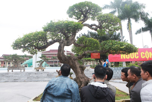Sửng sốt với cây khế cổ dáng Long đẹp nhất Việt Nam có giá 5 tỷ đồng - 3