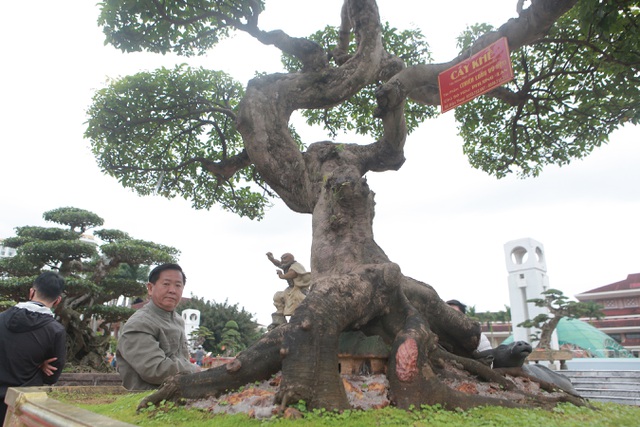 Sửng sốt với cây khế cổ dáng Long đẹp nhất Việt Nam có giá 5 tỷ đồng - 6