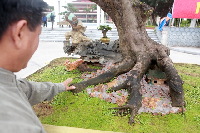 Sửng sốt với cây khế cổ dáng Long đẹp nhất Việt Nam có giá 5 tỷ đồng - 7