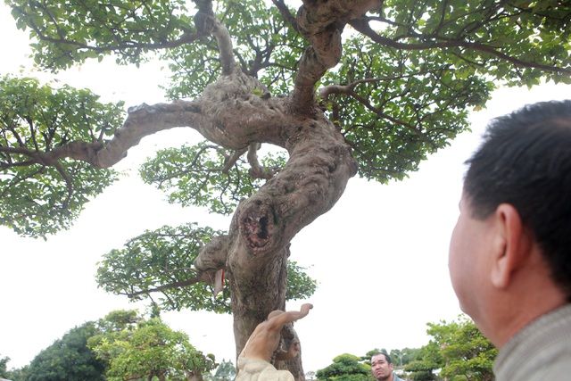 Sửng sốt với cây khế cổ dáng Long đẹp nhất Việt Nam có giá 5 tỷ đồng - 9