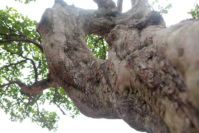 Sửng sốt với cây khế cổ dáng Long đẹp nhất Việt Nam có giá 5 tỷ đồng - 10
