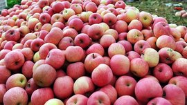Lại phát hiện thêm táo, hồng nhiễm độc