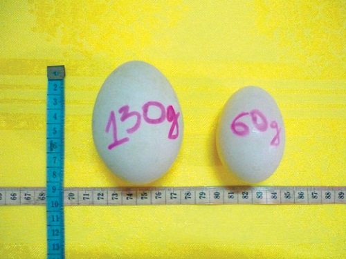 Kích thước gấp đôi của trứng hai lòng đỏ (trái).