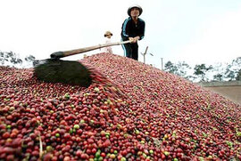 Đề nghị Chính phủ hỗ trợ người trồng cà phê do giảm giá