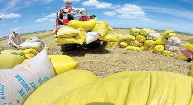 2,78 tỉ USD: Xuất gạo bằng với nhập thức ăn chăn nuôi