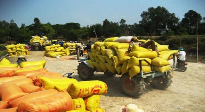 Nghèo trên cánh đồng vàng: Khổ vì lúa chất lượng cao