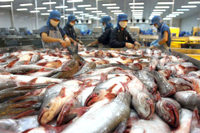 Kiến nghị sản xuất thức ăn cá tra tại chỗ