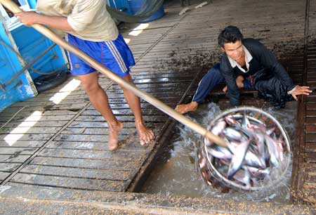 Nga cấm nhập khẩu cá tra Việt Nam