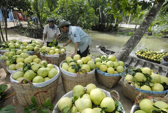 Trà Vinh: Nhà vườn bội thu trái cây bán Tết