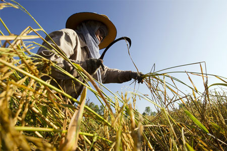 Thái Lan “thất bại thảm hại” với chính sách lúa gạo