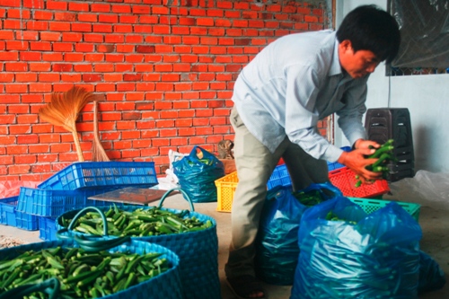 Vĩnh Long: Thương lái Trung Quốc thôn tính vùng trồng đậu bắp xanh?