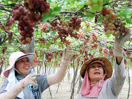 Người trồng nho Ninh Thuận trúng lớn
