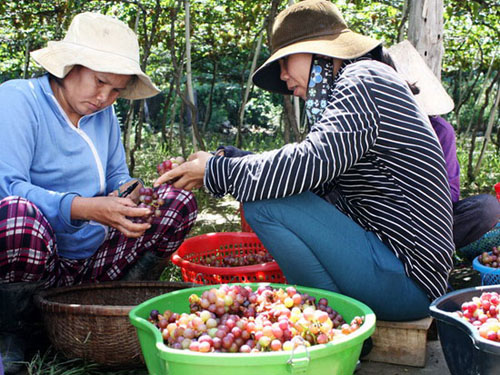 Người trồng nho ở Ninh Thuận phấn khởi vì được mùa, trúng giá.