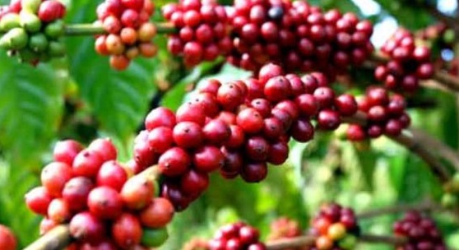 BBC công bố sự thật cay đắng về cà phê Việt Nam