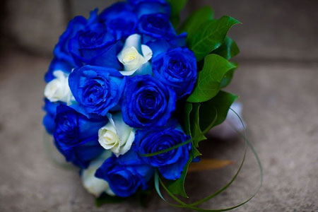 “Vớ bạc” nhờ nhuộm xanh hoa hồng, bán cho tình nhân