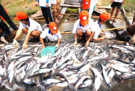 Luật Nông Trại Mỹ chưa ảnh hướng đến xuất khẩu cá tra trong năm nay