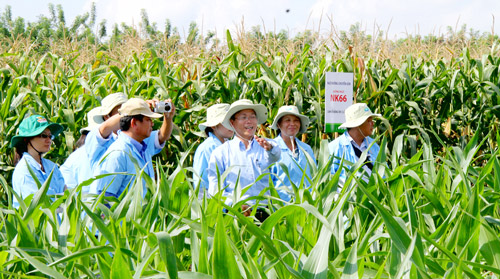 5000 ha bắp đã được bầu Đức trồng thành công ở Campuchia