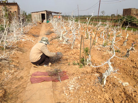 Vợ chồng chị Nguyễn Thị Thành đang tất bật chuẩn bị cho mùa đào mới trên mảnh vườn của gia đình.