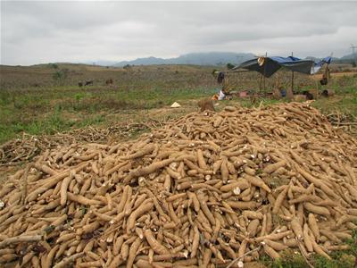 Xuất khẩu sắn Việt Nam đứng thứ 2 thế giới