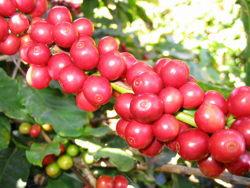 Thế giới ngày càng chuộng cà phê Việt Nam