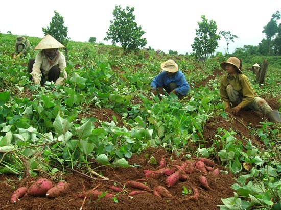 Thương lái Trung Quốc mua nông sản Việt: Bộ Công Thương lên tiếng cảnh báo