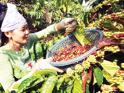Mặc dù giá tăng nhưng thực tế xuất khẩu cà phê Việt Nam 2 tháng đầu năm giảm mạnh về lượng so với năm trước
