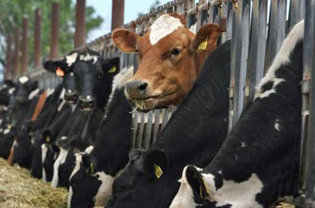 Nhập khẩu gia súc sống của Úc tăng...1.800%!