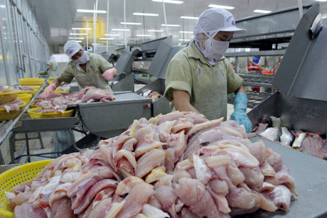 Chế biến cá ba sa xuất khẩu tại Công ty CP Xuất nhập khẩu thủy sản An Giang.	Ảnh: Mai Vy