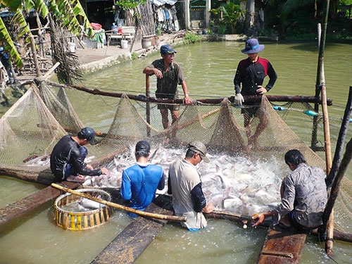 Thu hoạch cá tra ở đồng bằng sông Cửu Long Ảnh: THANH VÂN