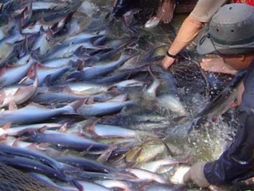 Bộ Ngoại giao: Doanh nghiệp Việt Nam không bán phá giá cá tra