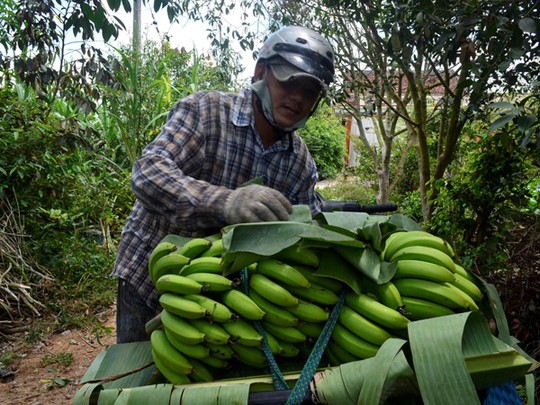 Anh Nguyễn Thanh Bình, một thương lái đang thu mua chuối tại vườn của người dân ở huyện Bình Minh, tỉnh Vĩnh Long.