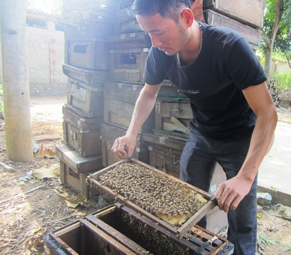 Tỷ phú từ nuôi ong lấy mật