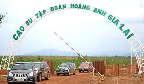 Đại gia Việt hứng thú trồng cỏ nuôi bò