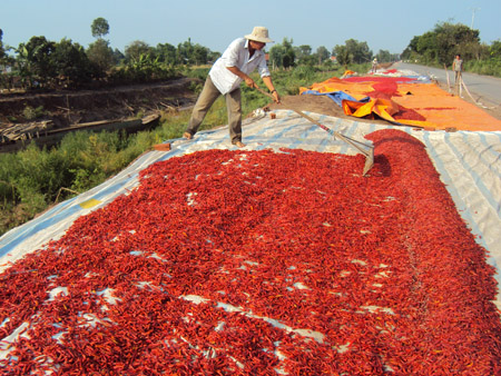 Thương lái Trung Quốc lừa người trồng ớt