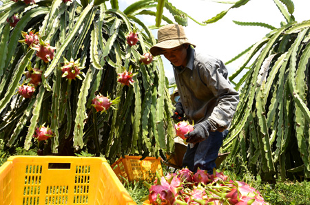 Nông dân tại Bình Thuận đang thu hoạch thanh long cuối vụ