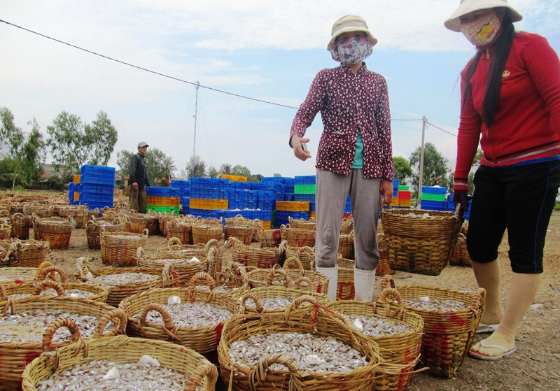 Phú Yên: Ngư dân kiếm bạc triệu mỗi đêm nhờ 