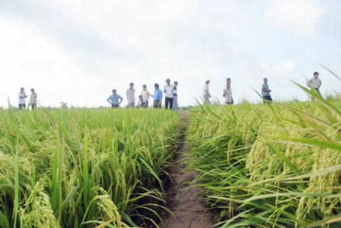 Nhiều doanh nghiệp đang đẩy mạnh đầu tư vào lúa gạo.