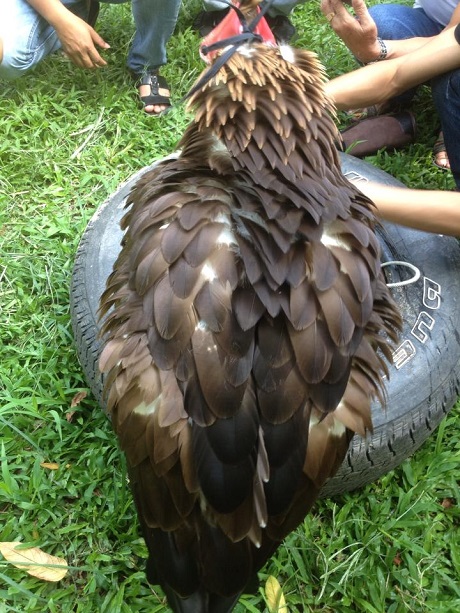 Đại bàng hoàng kim nặng 5.6 kg và có sải cảnh dài 3m