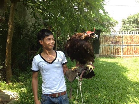 Chú chim đại bàng hoàng kim độc nhất ở Việt Nam