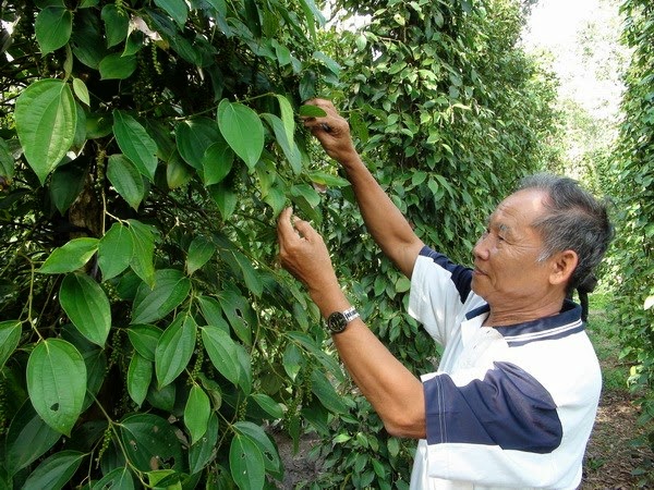 Khuyến cáo dân thận trọng khi trồng tiêu lạ đại trà