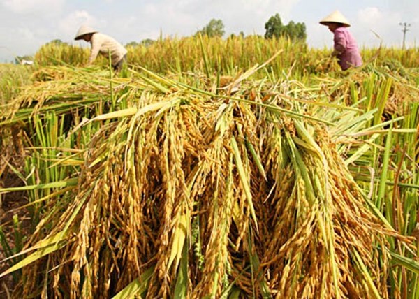 Bất thường: Trung Quốc dồn dập mua gạo Việt Nam