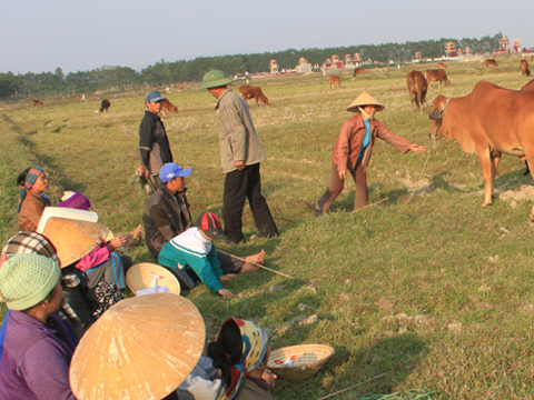 Người dân ở Thanh Hóa bỏ ruộng hoang để chăn trâu, bò