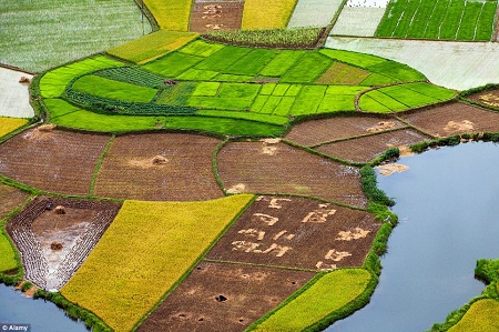 Ruộng lúa Việt Nam tuyệt đẹp dưới góc chụp tầm cao trên báo Anh