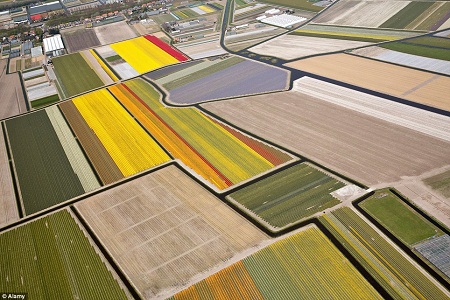 Khu đô thị Lisse, Hà Lan đặc trưng với những cánh đồng hoa tulip.