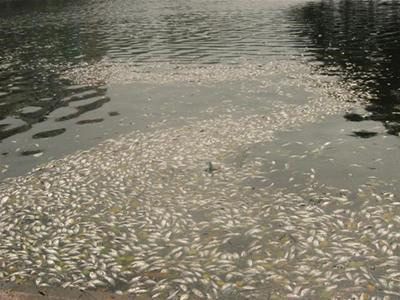 Hồ Trúc Bạch thường xuyên xảy ra tình trạng cá chết trắng phủ kín mặt nước