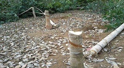 Sau 6 tháng, 20.000 ha cao su tại Tây Ninh bị đốn bỏ