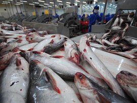 Xuất khẩu cá tra vào Mỹ liên tiếp sụt giảm