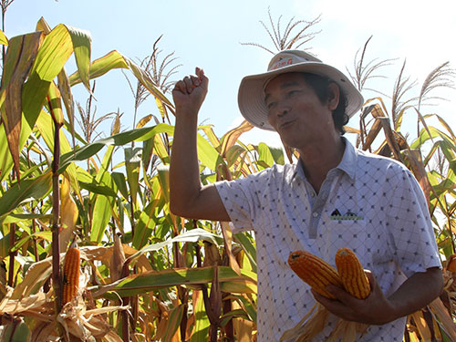 Ông Nguyễn Văn Sự, Tổng Giám đốc HAGL, bên cánh đồng bắp ở Campuchia