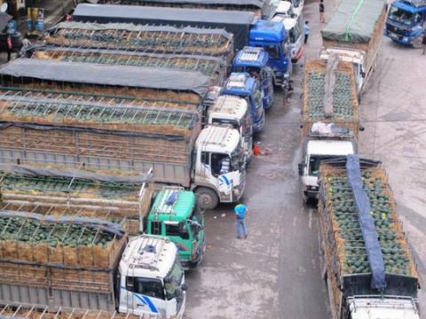 Hàng trăm xe tải chở dưa hấu bị ùn tắc ở cửa khẩu Tân Thanh (Lạng Sơn) hồi tháng 3/2014